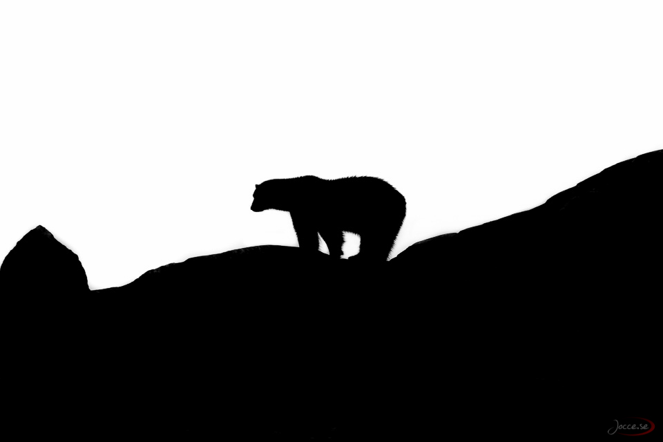 Siluett – Isbjörn
